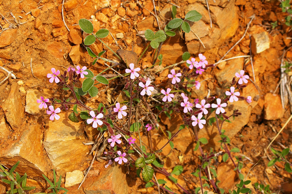 Saponaria ocymoides/ Saponaria